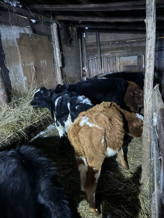 Продам или обмен