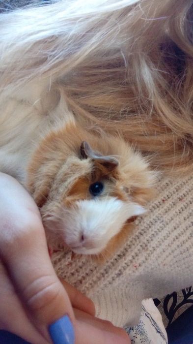 Подарявам морско свинче