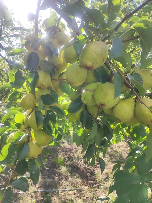 Vând Mere și Pere din plantația proprie
