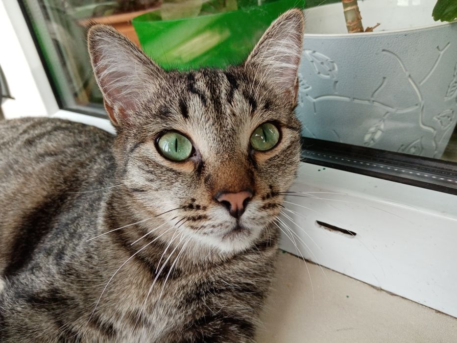 Отдам молодого, кастрированного котенка мальчика  8 месяцев