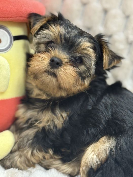 Предлогаются к продаже породистые малыши йоркширский терьер