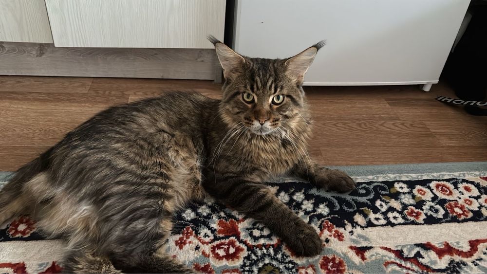 Парень ишет даму