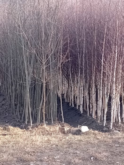 Vând mesteacăn alb ornamental diferite dimensiuni
