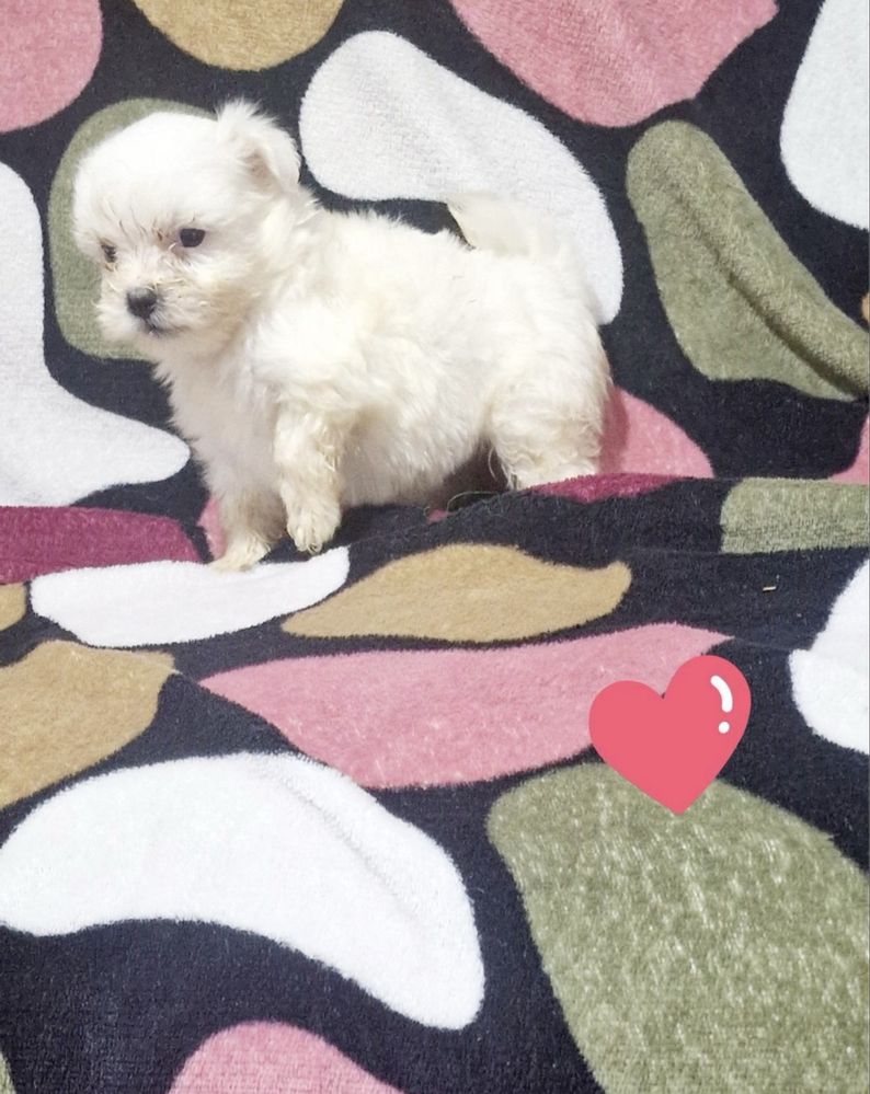 Femela bichon malteze miny toy