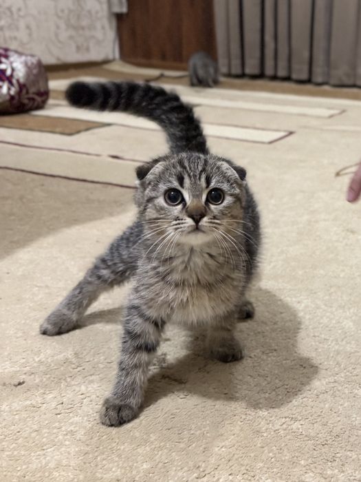 Скотиш фолд кошки