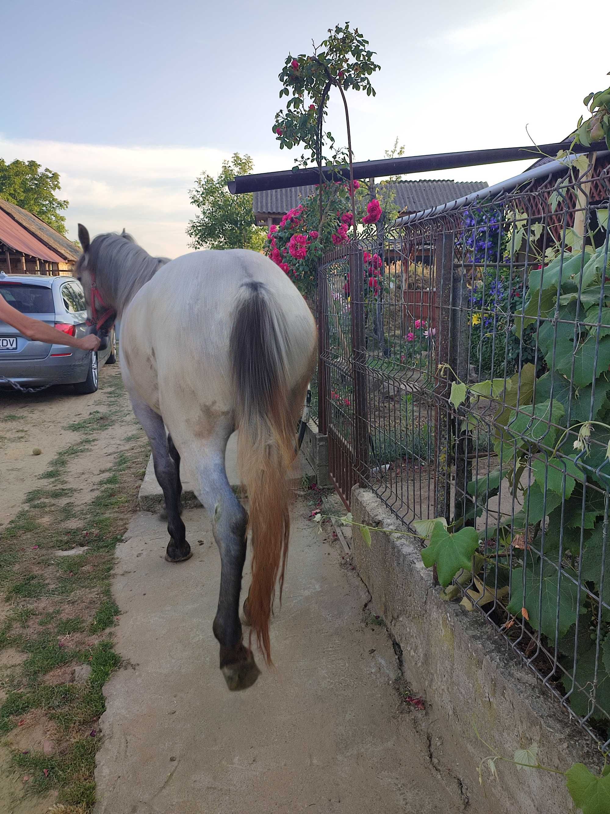 Vând iapă de 2 ani