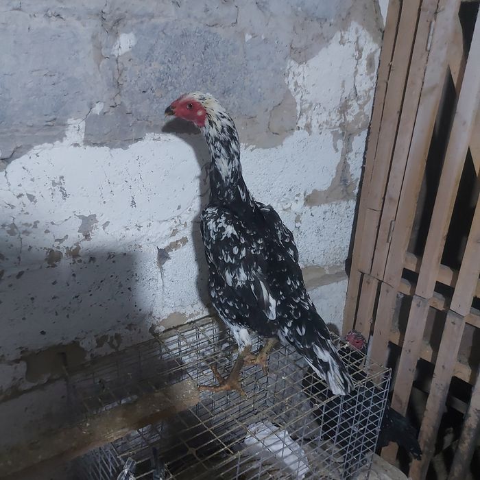 Ветнам Тайго курочка 1год