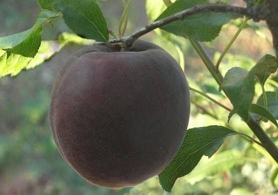 Cais printul negru