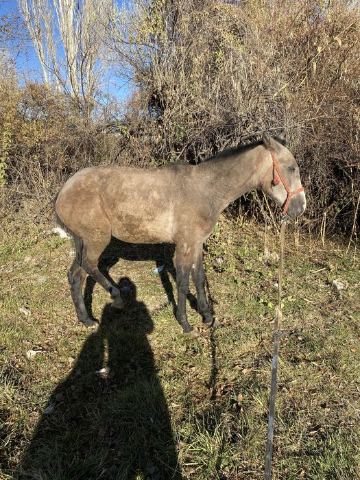Лашадь 1,5 годовалый