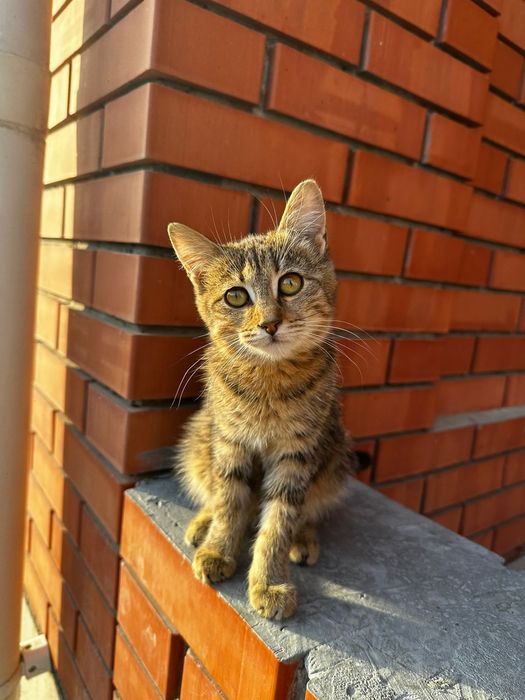 Отдам котяти на хорошему руку