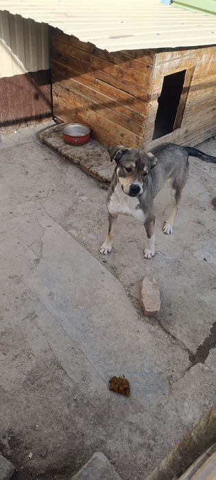 Собака алабай...