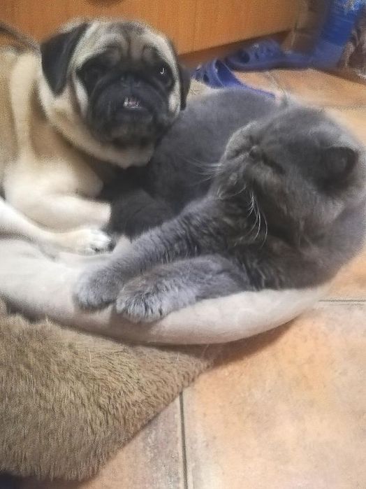 Разходка на кучета-12 лева!