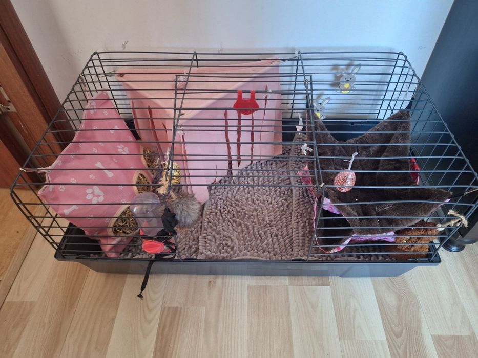 Porcușor de guineea