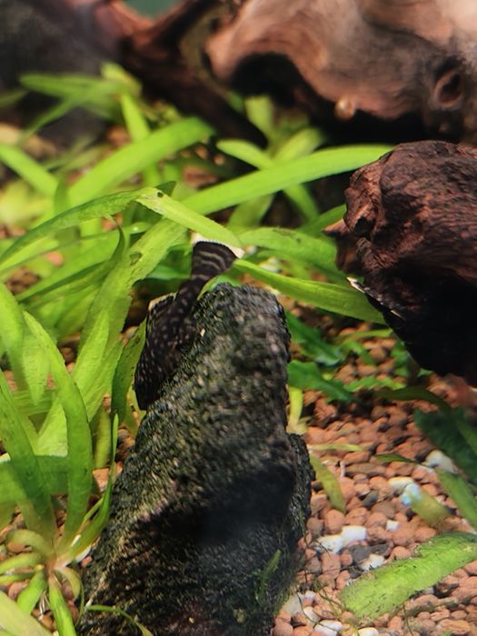 Vand ancistrusi sanitari