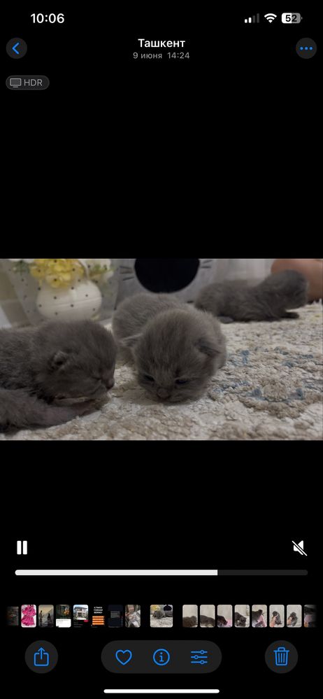 Шотландская вислоухая кошка