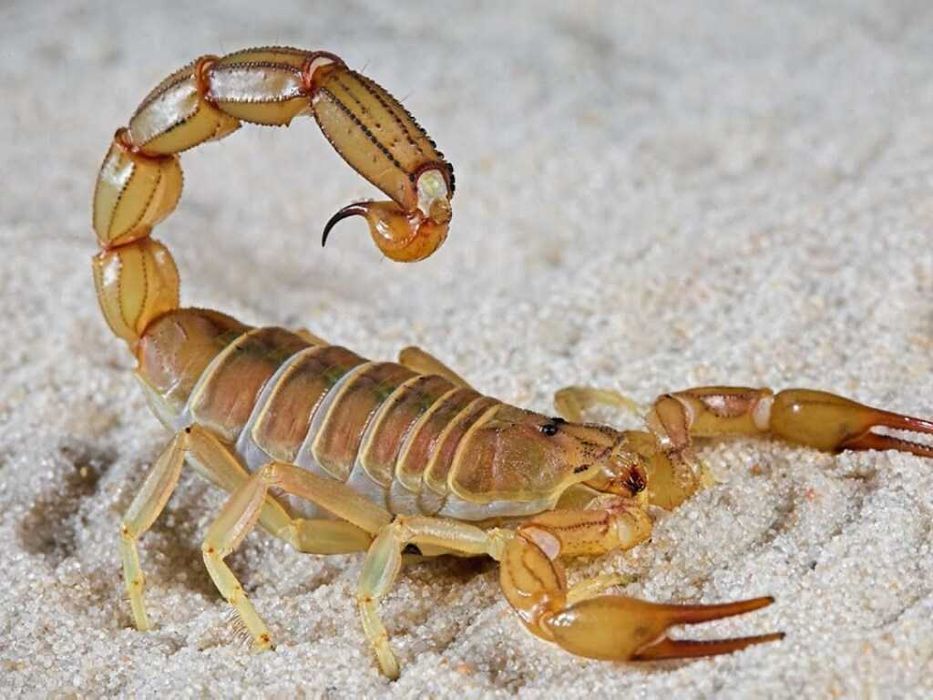 Қауіпті жәндіктерден дәрілеу