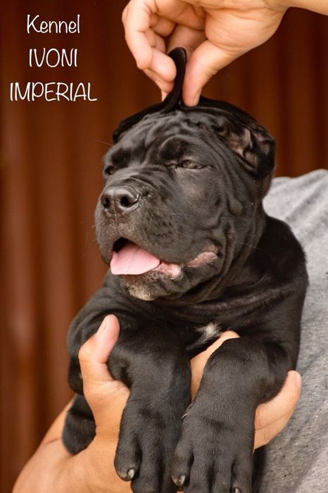 ЕЛИТНИ Кане Корсо