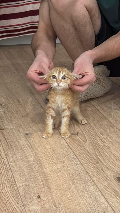 Котик в добрые руки