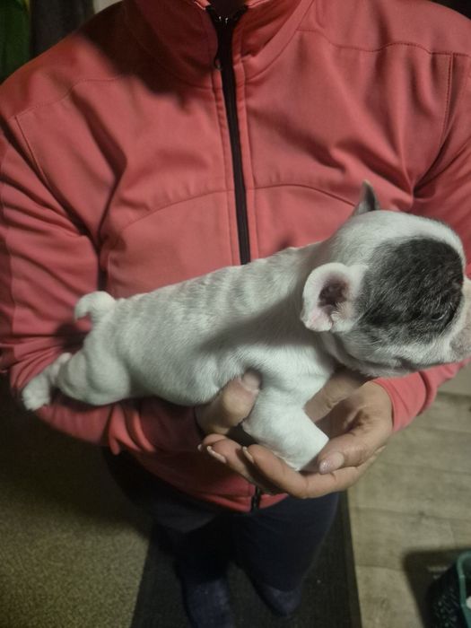 Френски Булдочета