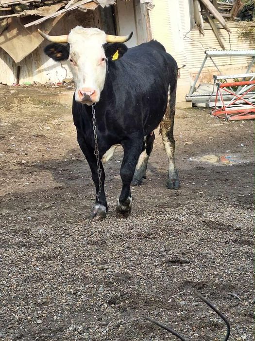 Vand vaca la al doilea vitel