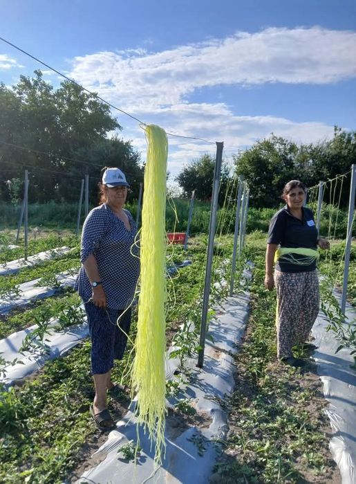 Продавам поцинковани пеобразНи колове за лозя малини домати огради тел