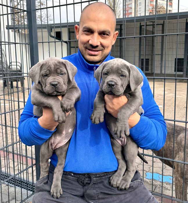 ЕЛИТНИ Кане Корсо