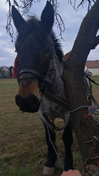 Vând iapa si mânză