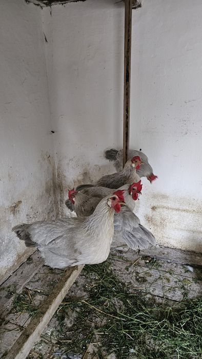 Gaini italiene perlat și potarnichiu