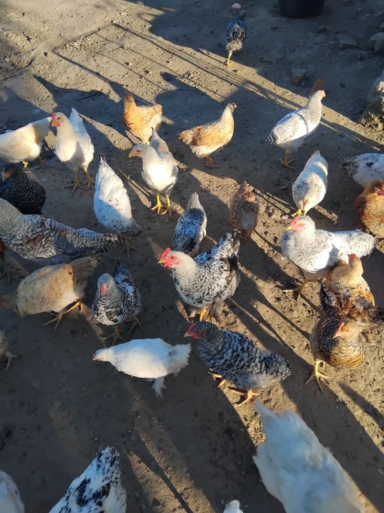 Pui de găină crescuți la curte