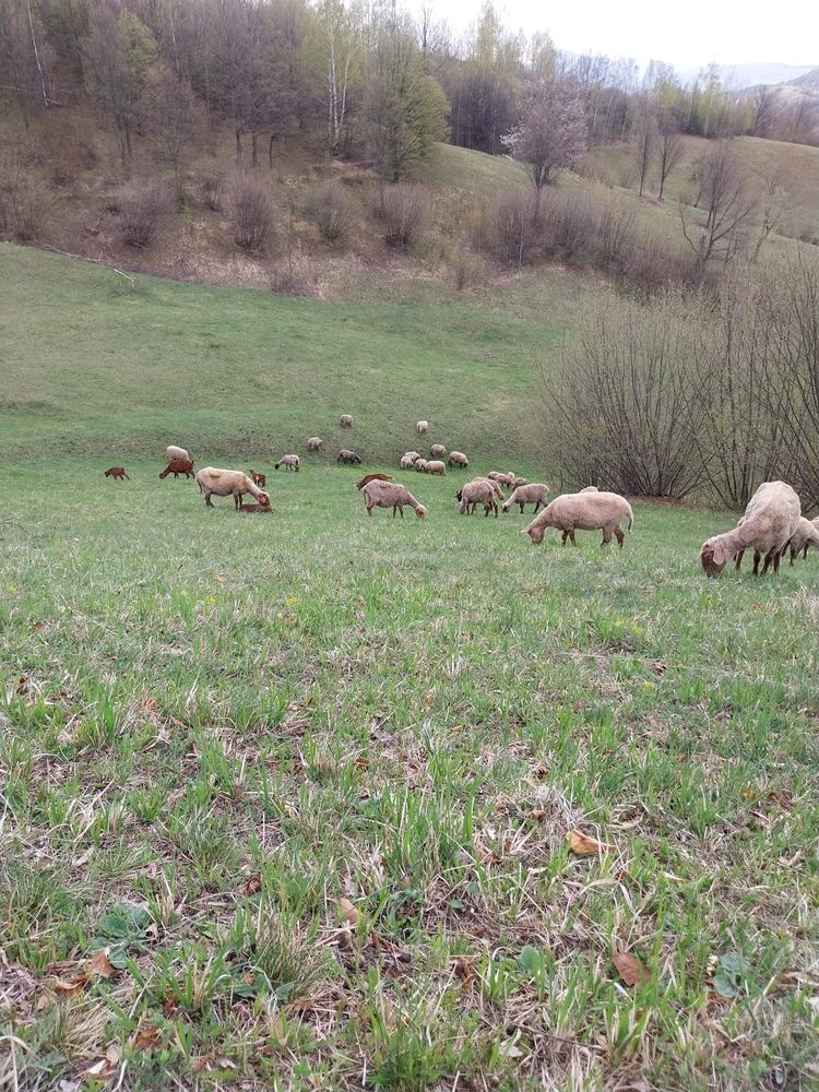 Vand 60 oi . Pret detalii la nr de trlefon afisat mai sus.