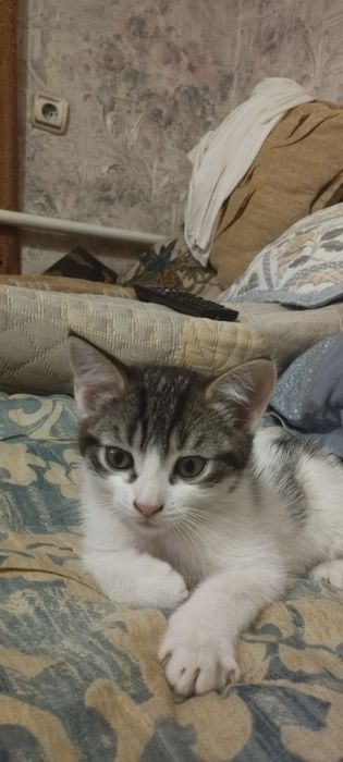 Котятя бесплатно