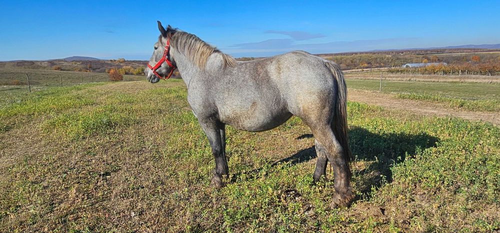 Vand iapa de 5 ani. Gestanta, nu schimb.