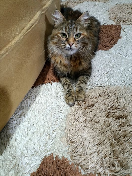 Кошка ищет дом и добрых хозяев