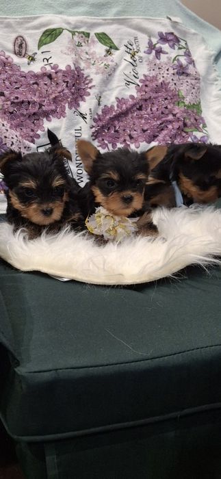 Йоркширски териер.Йорки