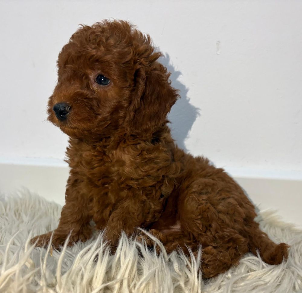 Vand puisor poodle