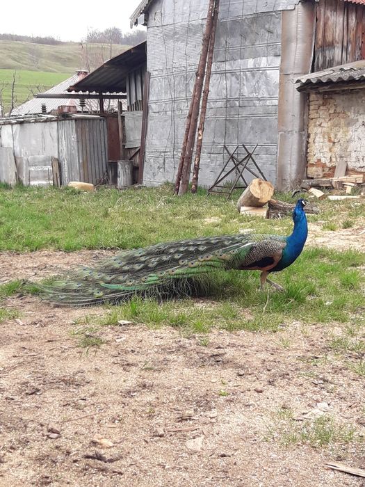 Pui păuni 4 luni