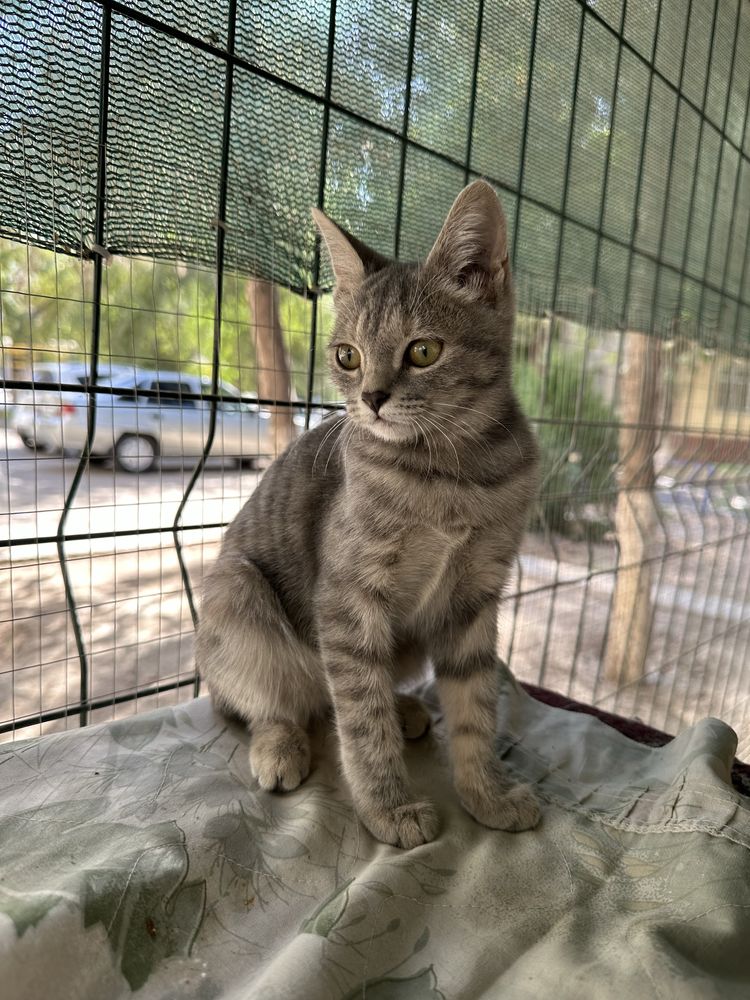 Котята в добрые и ответственные руки