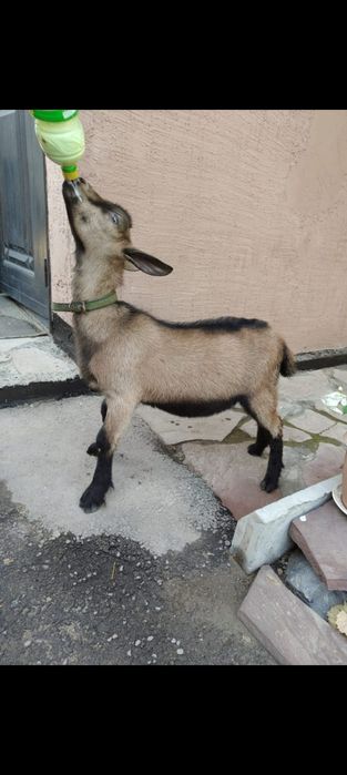Продам козу пародистую