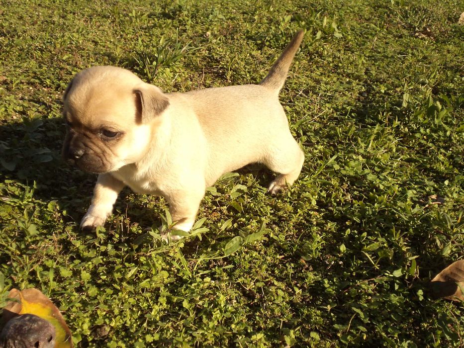 МОПС-бебета-3 броя!!!