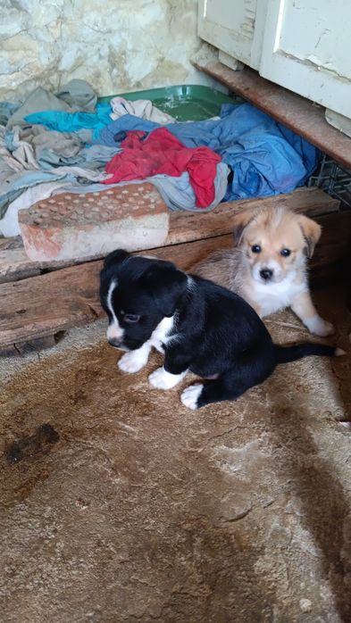 Подарявам две кученца момче и момиче