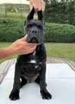 Cane Corso Italiano