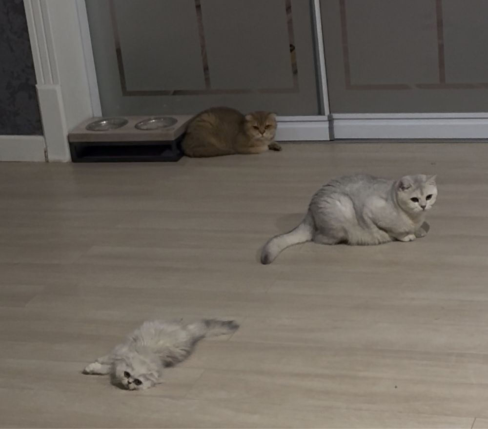 Продается котенок Девочка