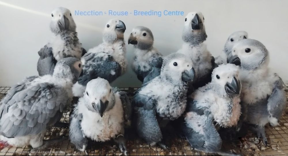 Папагали Кралско Жако - София