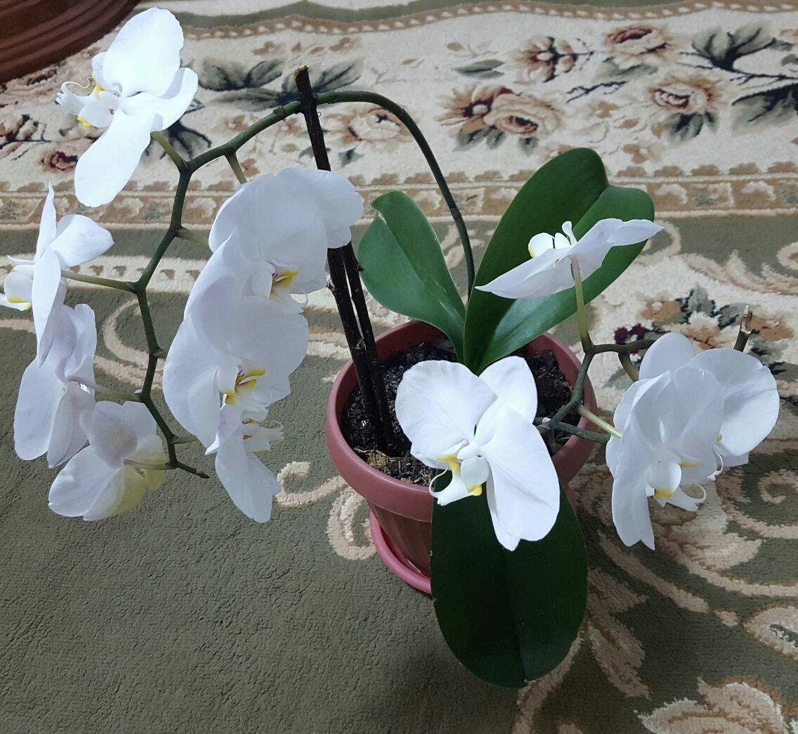 Продаются Красивые Орхидеи!