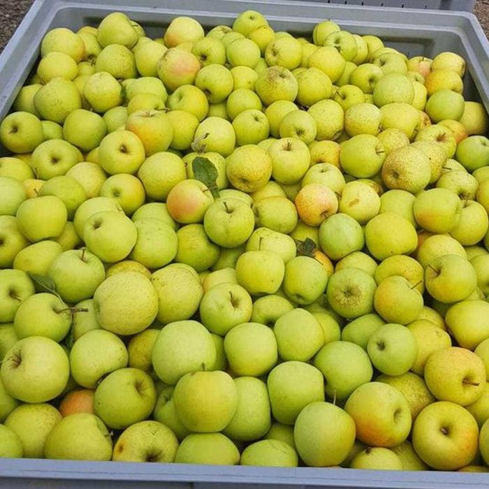 Vand mere de anul acesta, soiuri diverse calitate Golden Bot de iepure