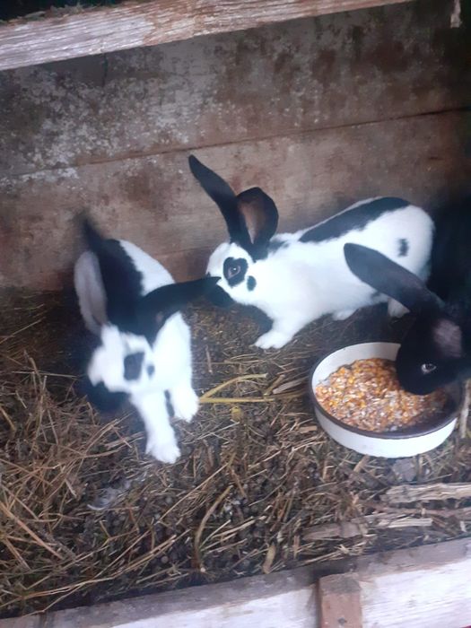 Fluture german iepuri