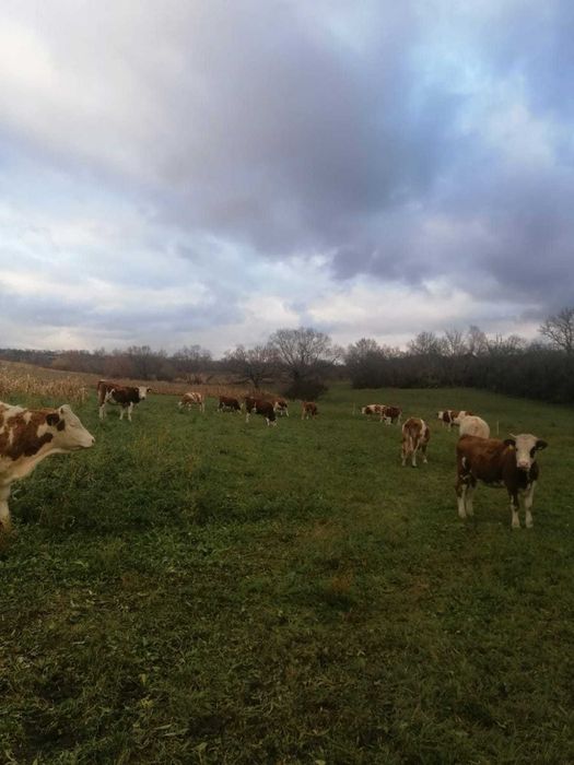 Vand juninci baltate