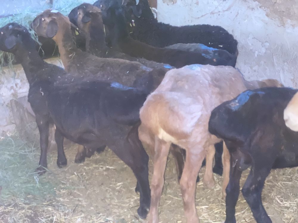 Продам  баранов кастратов(сек)