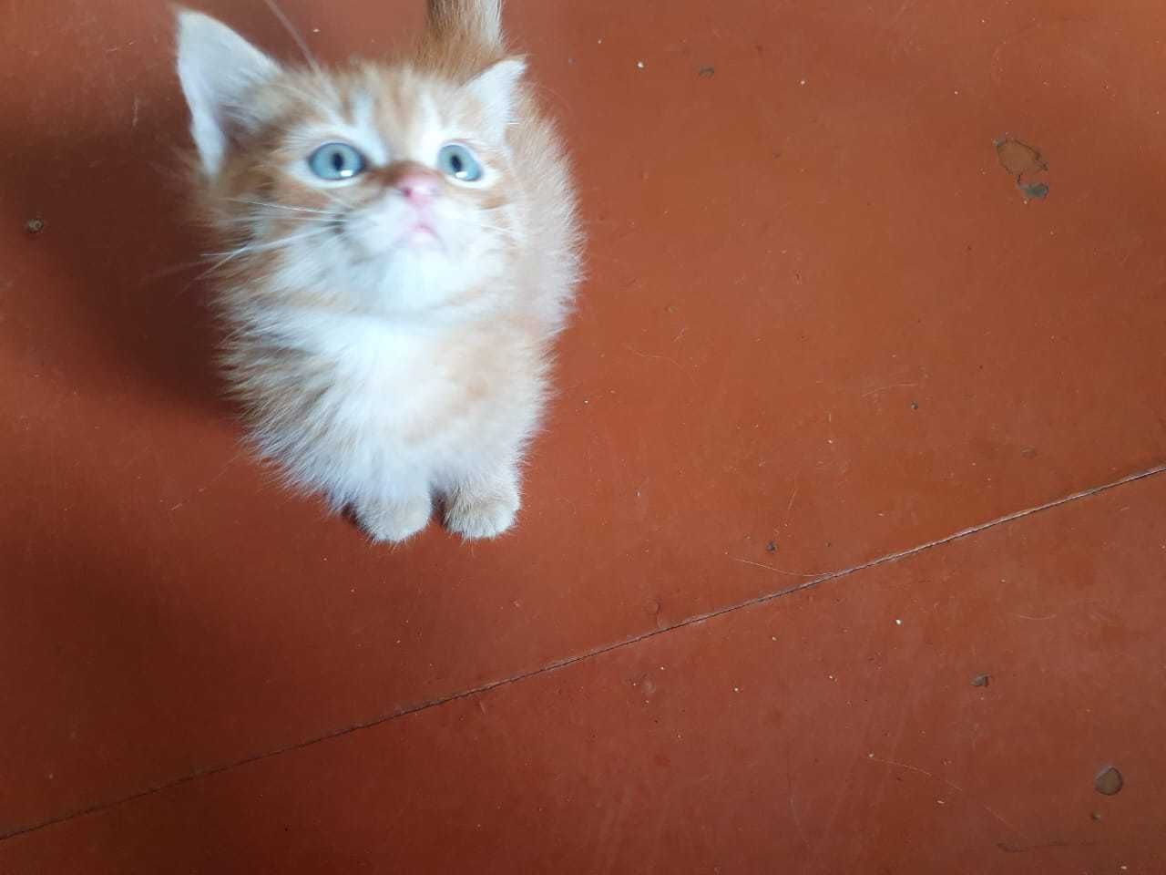 Котята домашние . Бесплатно .