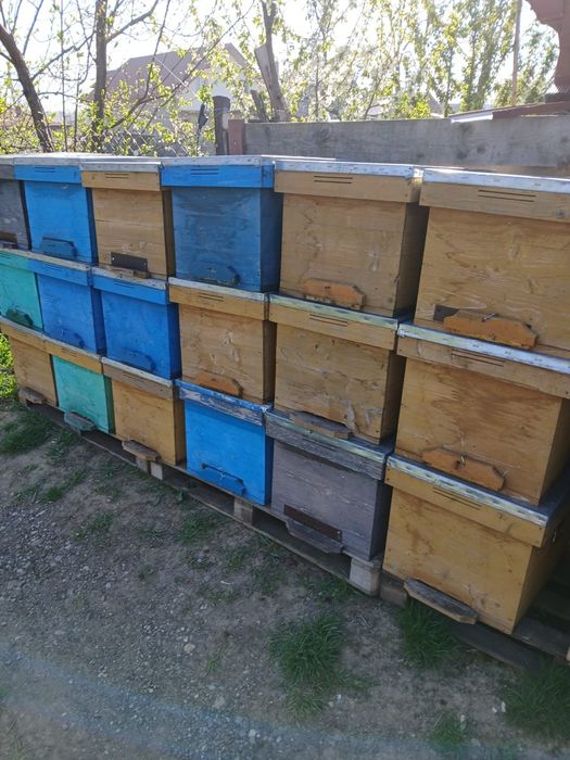 Stupi și rame apicole